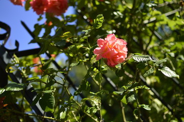 Obraz premium flowers in garden