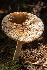 Toad Stool