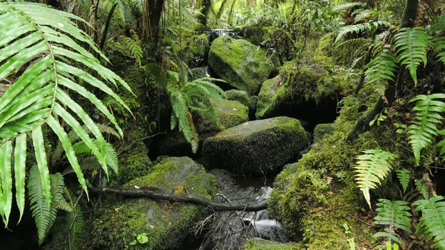 Handheld shot of babbling brook flowing in rainforest overgrown with fern and lush greenery
