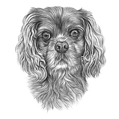 Hunting dog isolated on white background. Hand drawn vintage style sketch of Cocker Spaniel dog. Animal art collection: Dogs. Realistic Illustration of Pet. Design template. Good for t shirt, card
