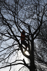 Fototapeta premium tree cutting