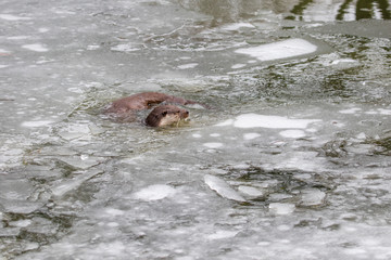 Otter swimming in Ice