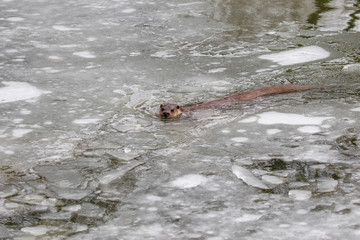 Otter swimming in Ice