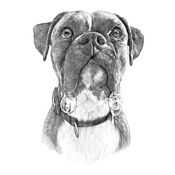 Portrait of French Bulldog with drool. Hand drawn vintage style sketch of Boxer dog on white background. Hand Painted Illustration of Pets. Animal art collection: Dogs. Good for print T-shirt, pillow