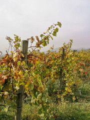 Scenic view of the freshly harvested grape fields in autumn in Friuli Venezia Giulia