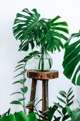 Urban jungle themed tropical monstera leaves in a light green glass vase on a vintage wooden plant stand surrounded by succulent plants.