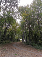 Dirt road in the countryside of Friuli Venezia Giulia during autumn