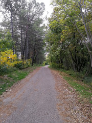 Dirt road in the countryside of Friuli Venezia Giulia during autumn