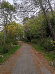 Fototapeta premium Dirt road in the countryside of Friuli Venezia Giulia during autumn