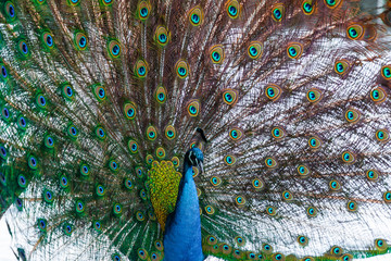 Obraz premium elegant peacock with colored feathers
