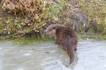 Otter Cub on Ice