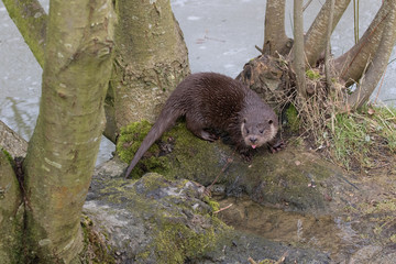 Young Eurasian otter (Lutra lutra), European otter on pond bank.
