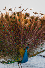 Fototapeta premium elegant peacock with colored feathers
