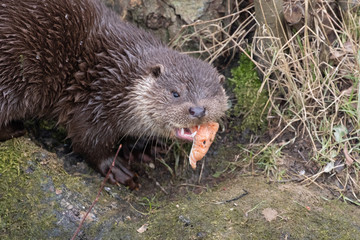 Young Eurasian otter (Lutra lutra) eaying