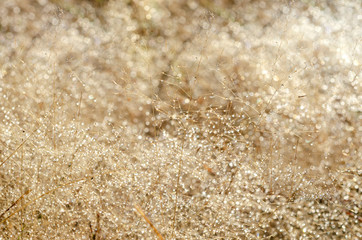 Bokeh pattern and water droplets on the blurred grass