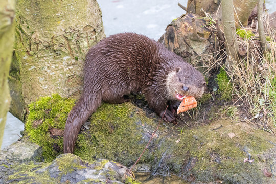 Young Eurasian otter (Lutra lutra) eaying
