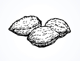 Kernels from apricot. Vector drawing