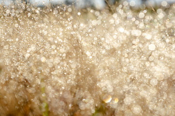 Bokeh pattern and water droplets on the blurred grass
