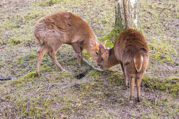 Young Muntjac by Tree