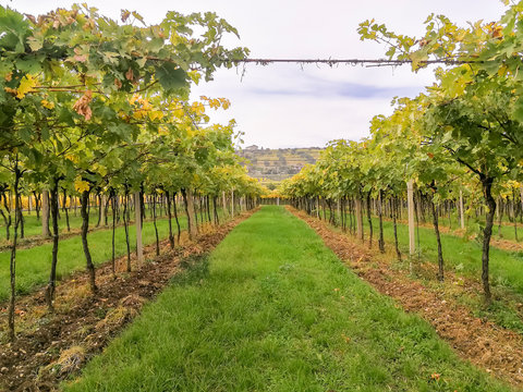 Scenic view of the freshly harvested grape fields in autumn in Valpolicella