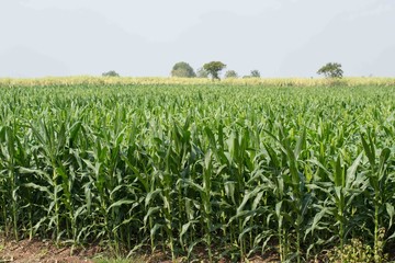 Fototapeta na wymiar Corn trees growing in the fields