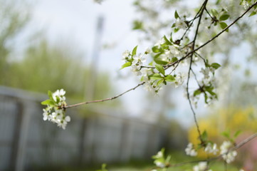 flowers in garden