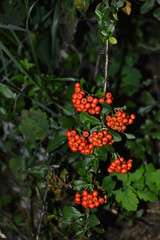 flowers in garden