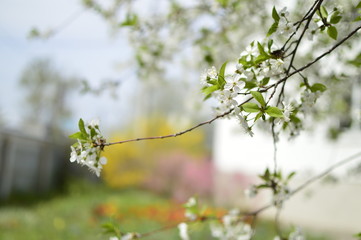flowers in garden