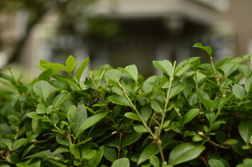 background of green leaves