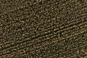 Wheat field from above. Agricultural texture