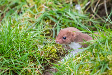 Weasel or Least weasel (mustela nivalis) in the snow