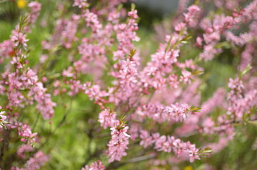 flowers in the garden