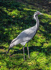 Demoiselle crane. Latin name - Grus virgo