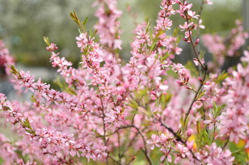 spring flowers in the garden