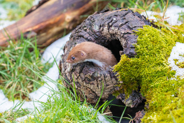 Weasel or Least weasel (mustela nivalis) in the snow
