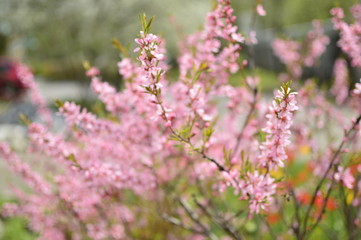 spring flowers in the garden