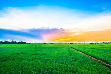 Rice farming season in Thailand.7