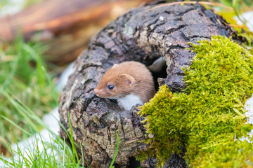 Weasel or Least weasel (mustela nivalis) in the snow