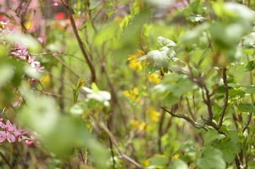 flowers in the garden