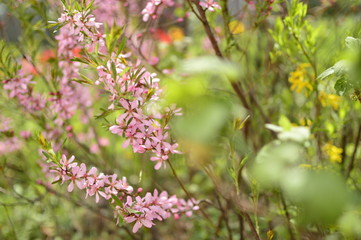 flowers in the garden