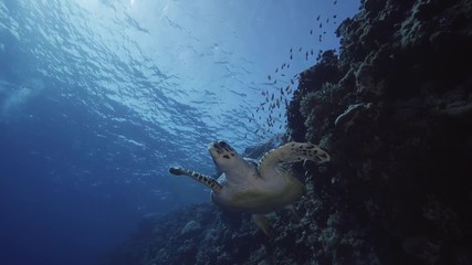 hawksbill turtle on a tropical reef swimming above camera, slow motion
