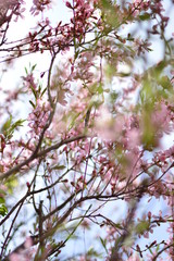 flowers in the garden