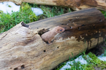 Weasel or Least weasel (mustela nivalis)