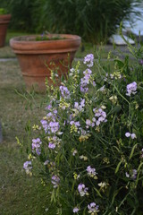 flowers in the garden