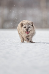 Beautiful arctic fox, standing on a hill in the snow, winter, Canada