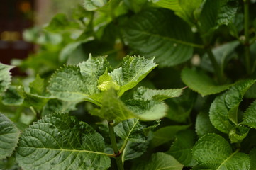 flowers in the garden