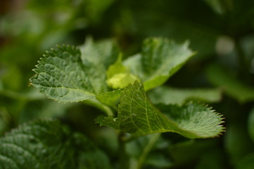 flowers in the garden