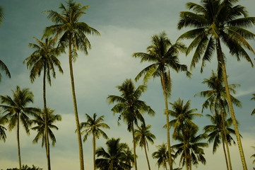 Fototapeta na wymiar Tall coconut trees against the sky