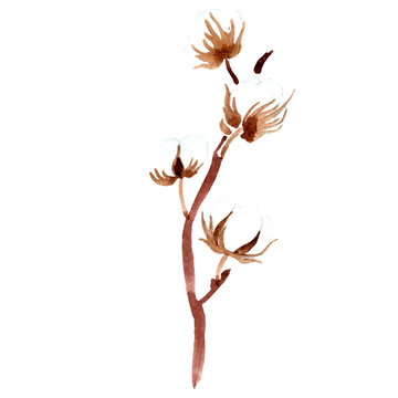 Cotton floral botanical flower. Watercolor background illustration set. Isolated cotton illustration element.