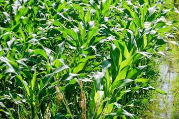 Fototapeta na wymiar green field of corn growing up in farm